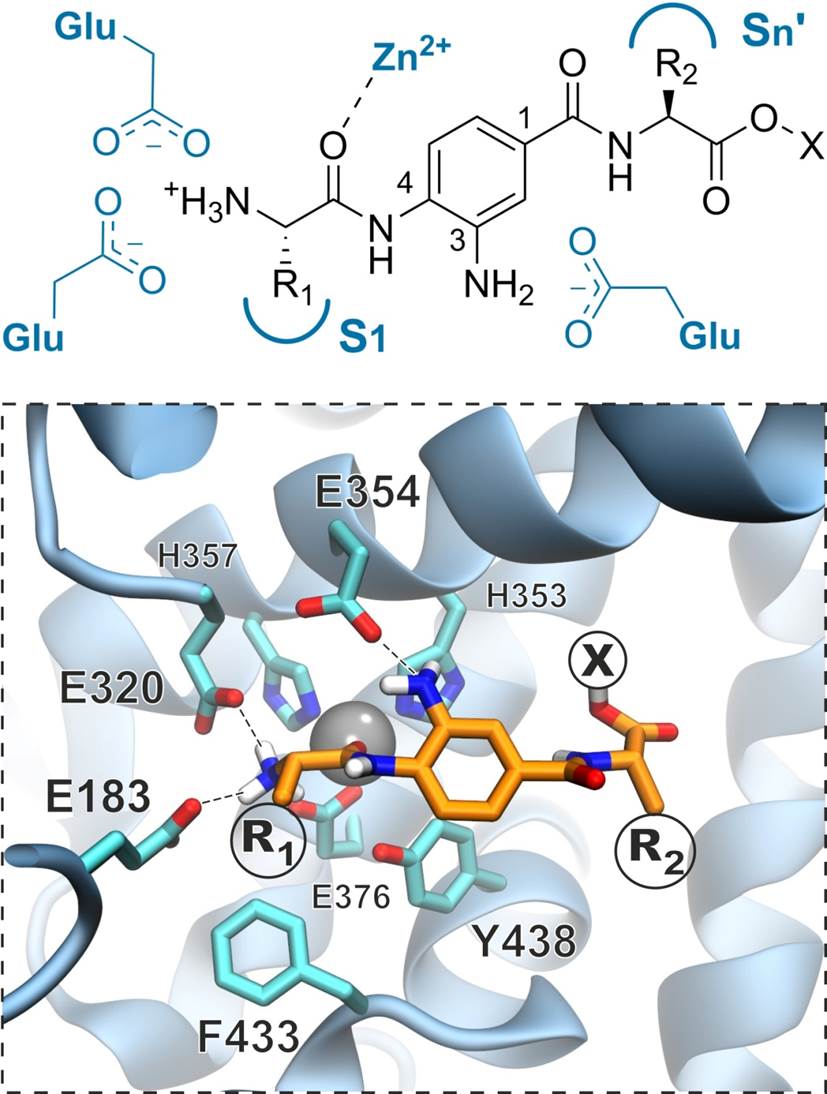 Biomolecular Design